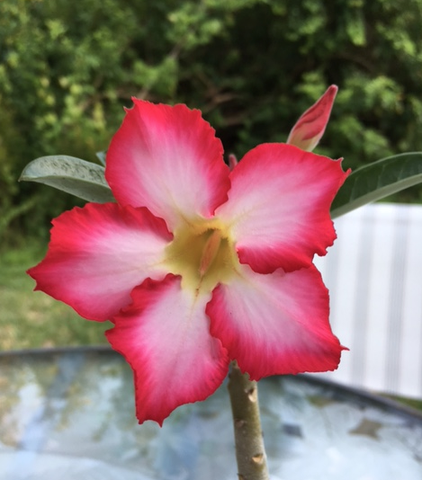 How to Care For a Desert Rose&nbsp;Plant