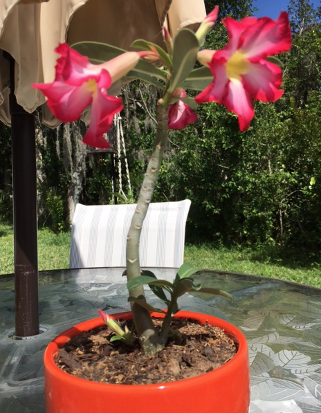 pink desert rose in orange pot
