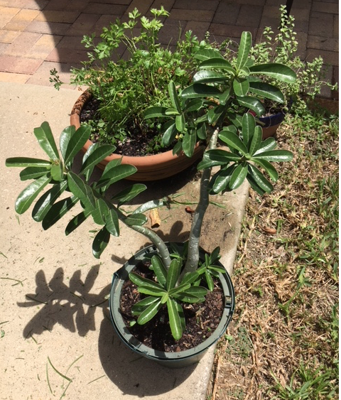 green leaves on desert rose