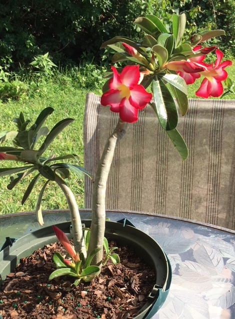 desert rose plant in pot