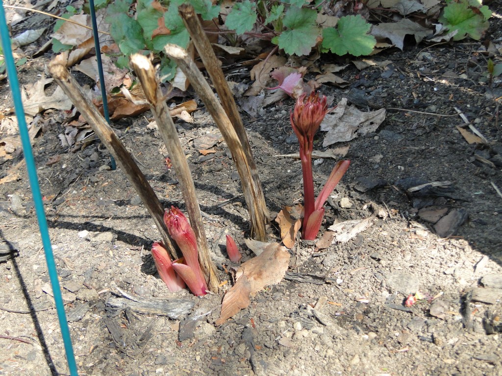 peony in early spring