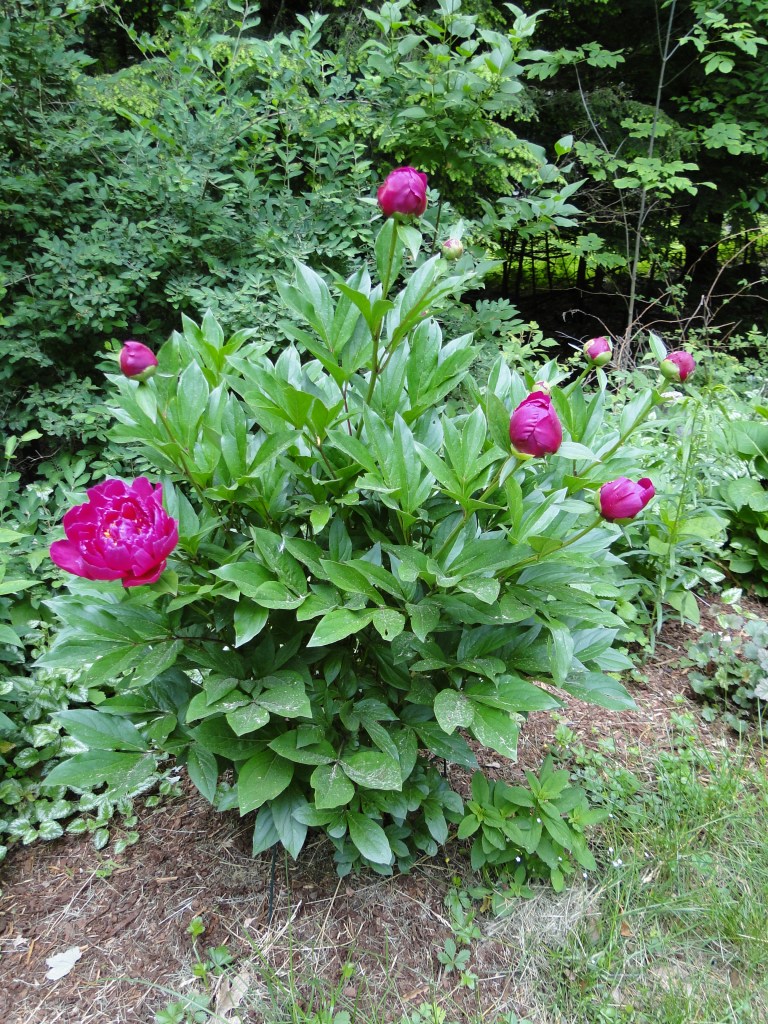 peony plant flower