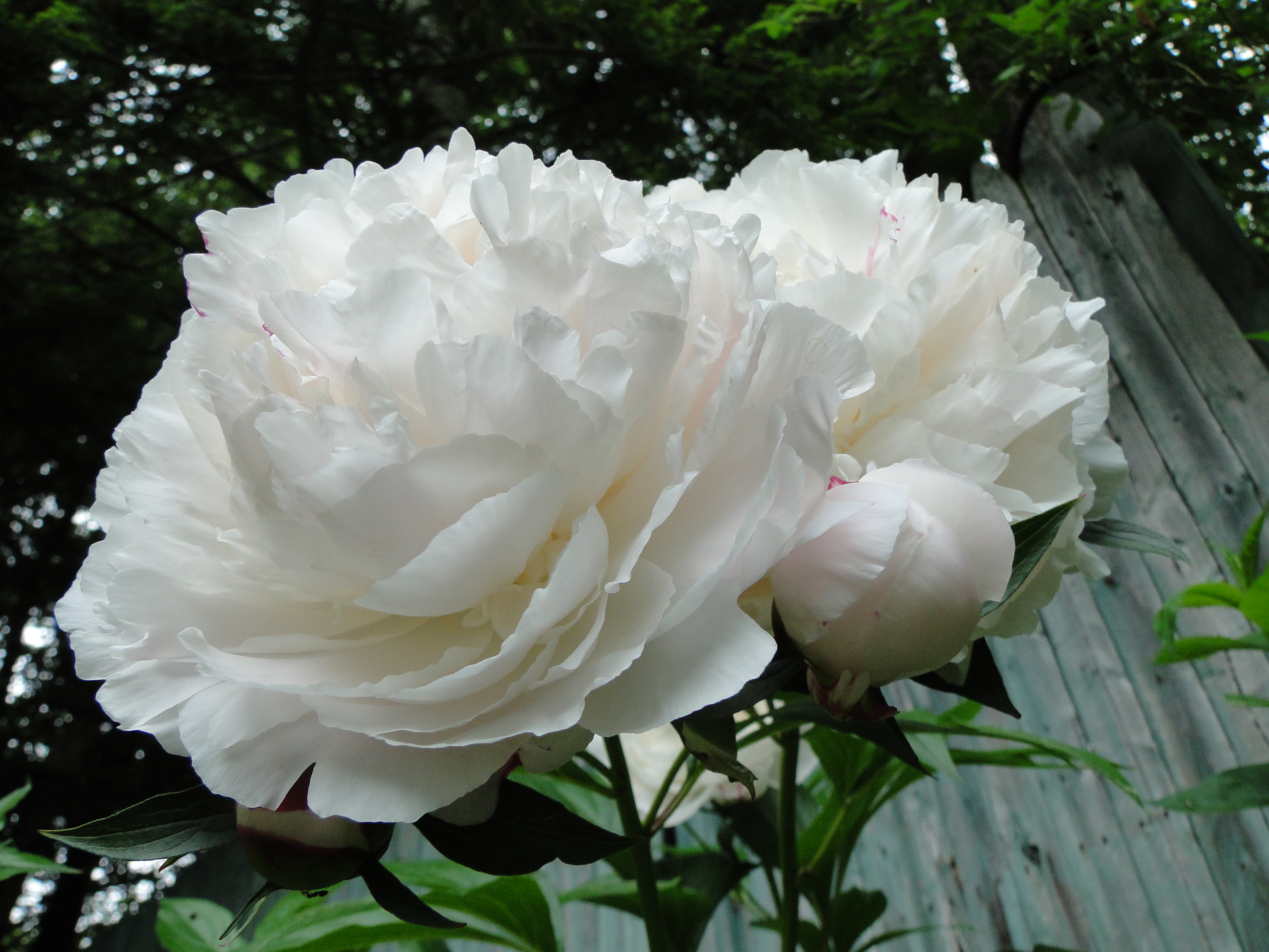 white peony flowers