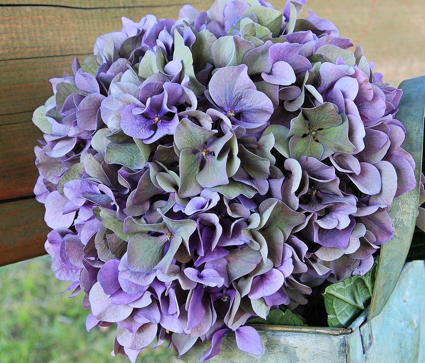 Multi-Color Hydrangea Blooms