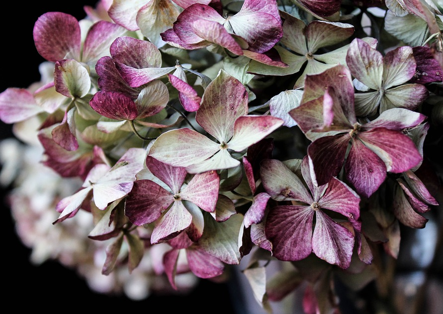 dried green and purple hydrangea flower