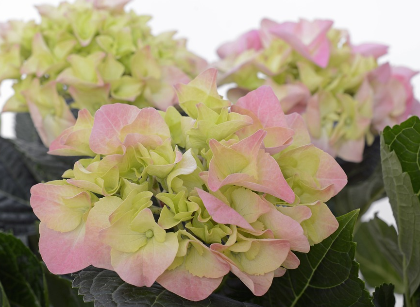 pink bud of the hydrangea