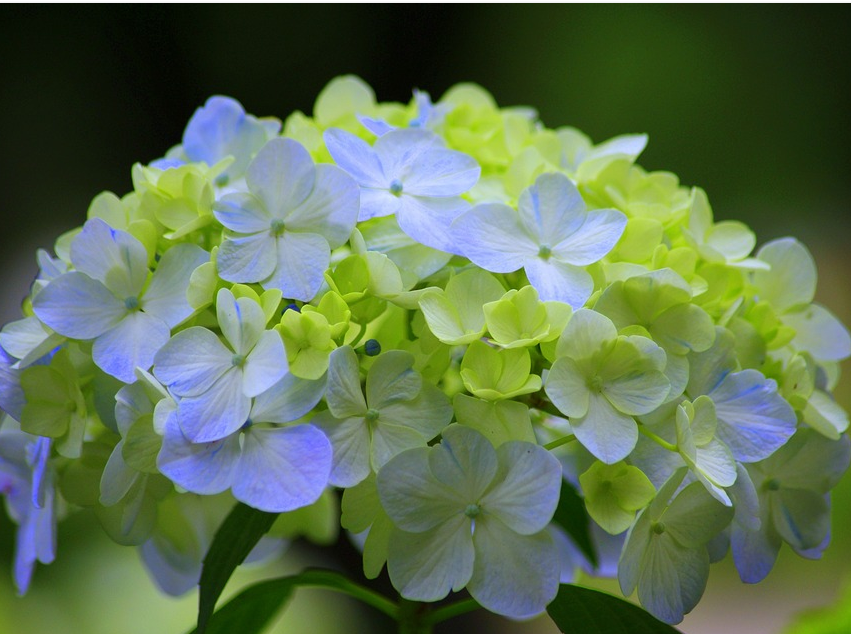 blue hydrangea with green