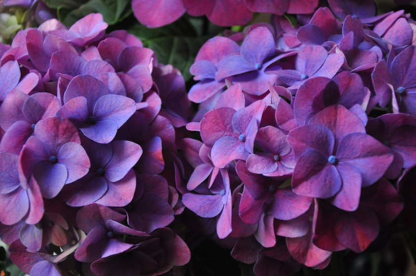 dark purple hydrangea flowers with some blue