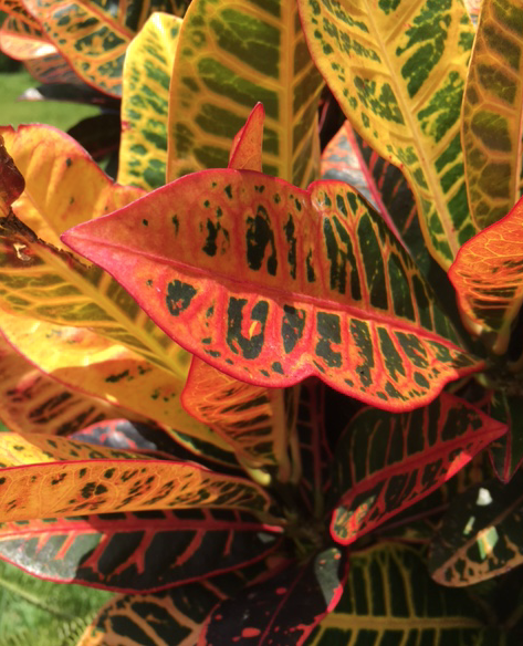 Starting New Crotons From Old&nbsp;Plants