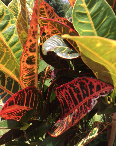 croton leaves