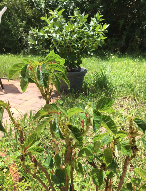 Poinsettia plant and lime tree