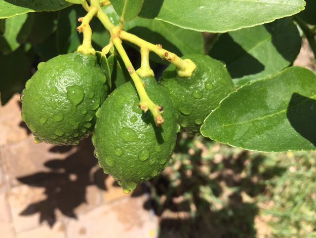 limes on stem