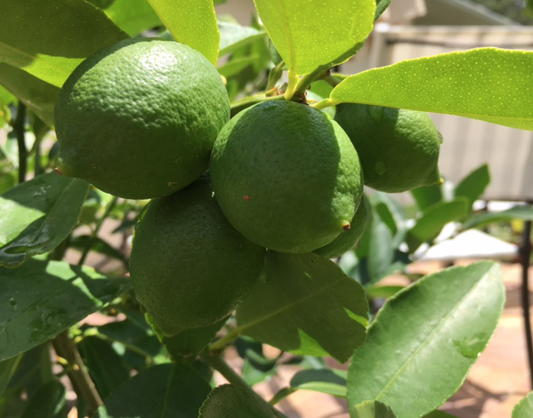 persian lime fruit on tree