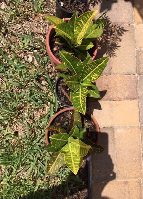 New croton plants in pots