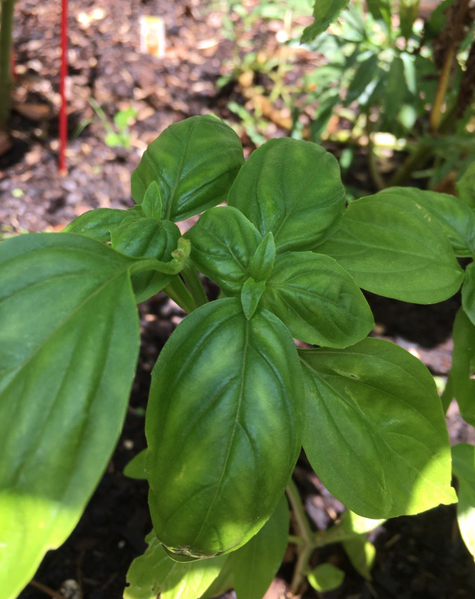 A Little Salad From My Backyard Winter&nbsp;Garden
