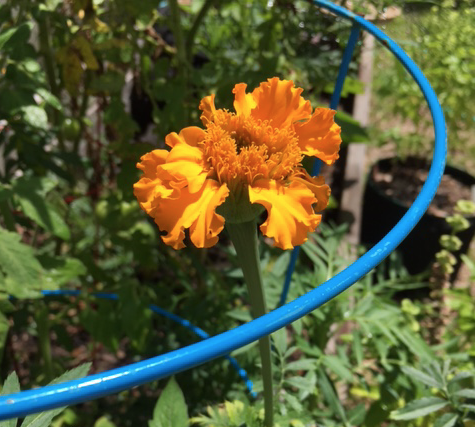 orange marigold