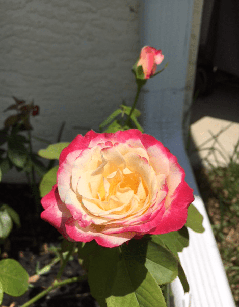 small carnival rose and bud