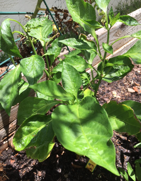 bell pepper plant