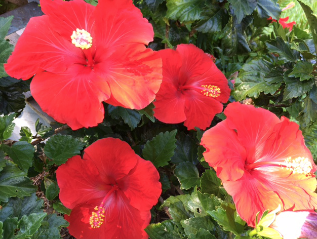 red hibiscus