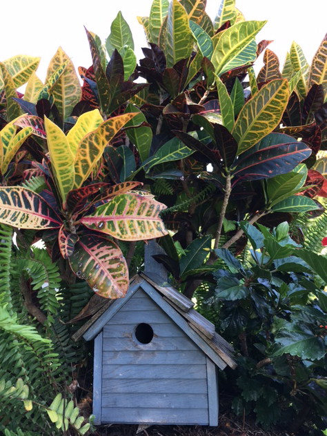 crotons and birdhouse