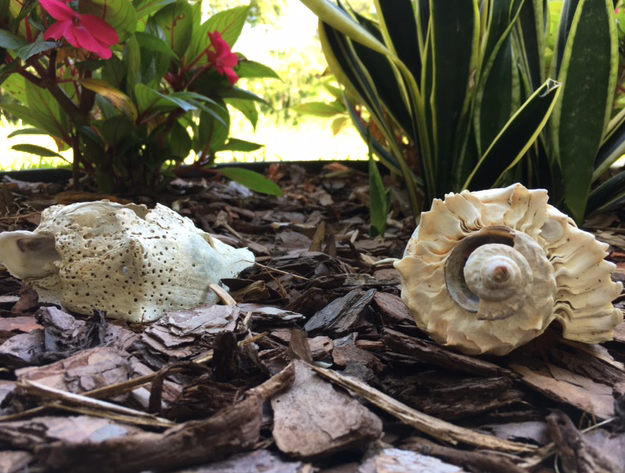 seashells decorating garden bed