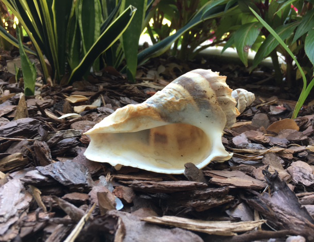 seashell in garden