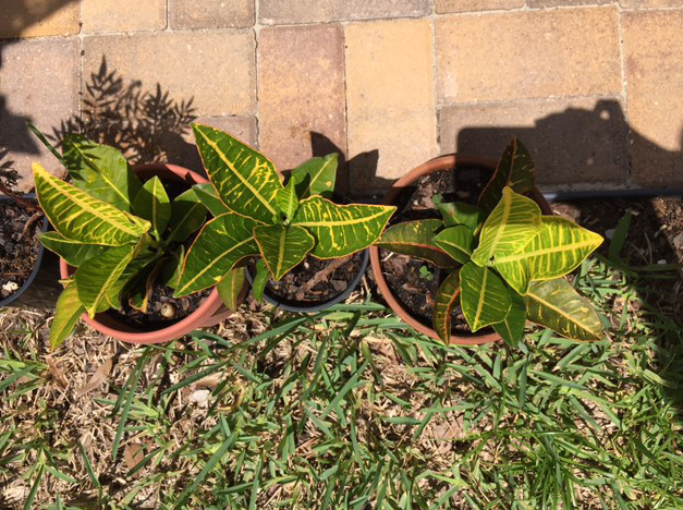 propagated croton plants
