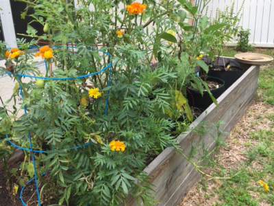 Building Good Soil in a Raised Garden&nbsp;Bed