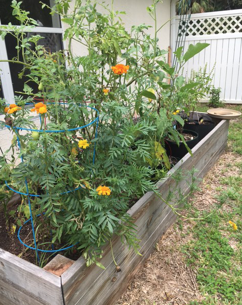 summer garden raised bed