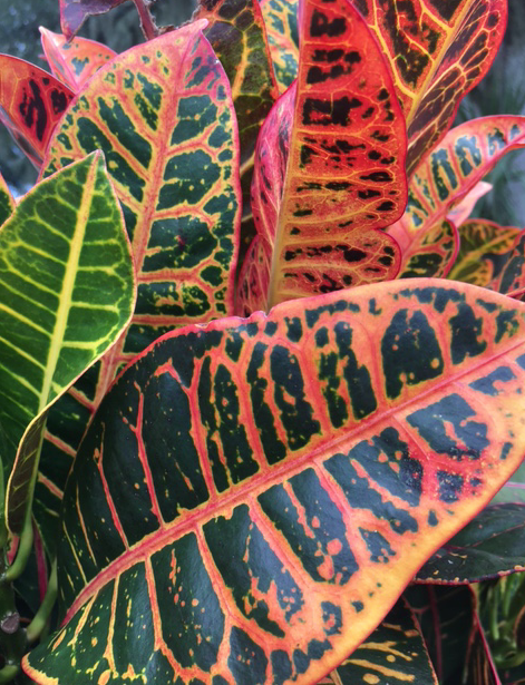 colorful croton leaves