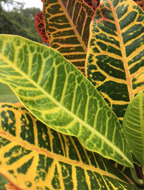 colorful croton leaves