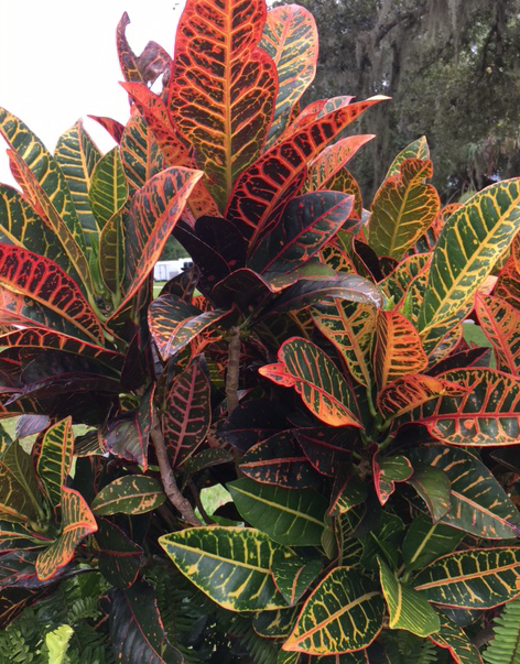 colorful croton leaves