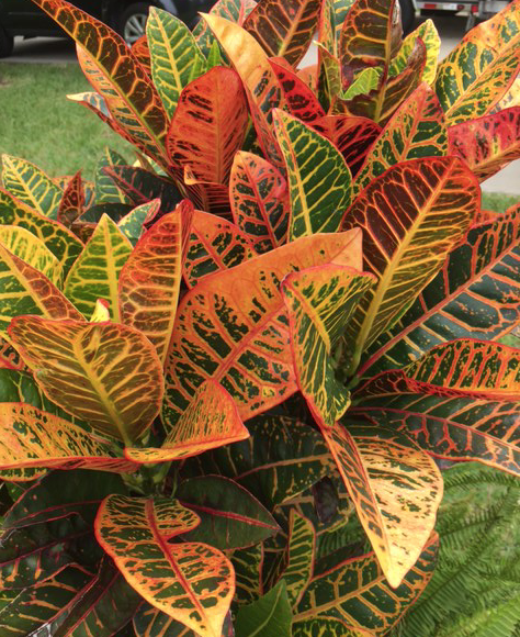 colorful croton leaves