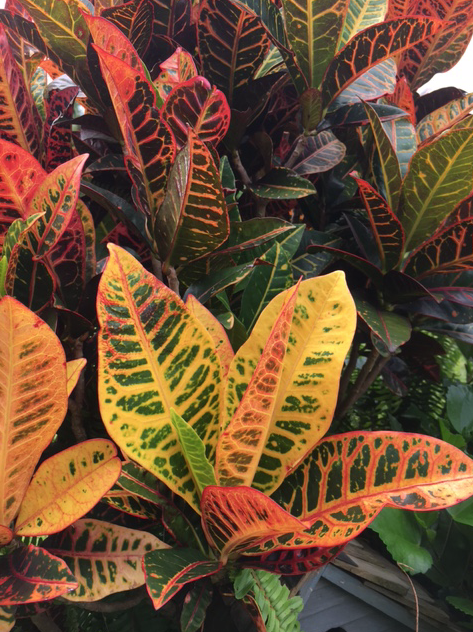 colorful croton leaves