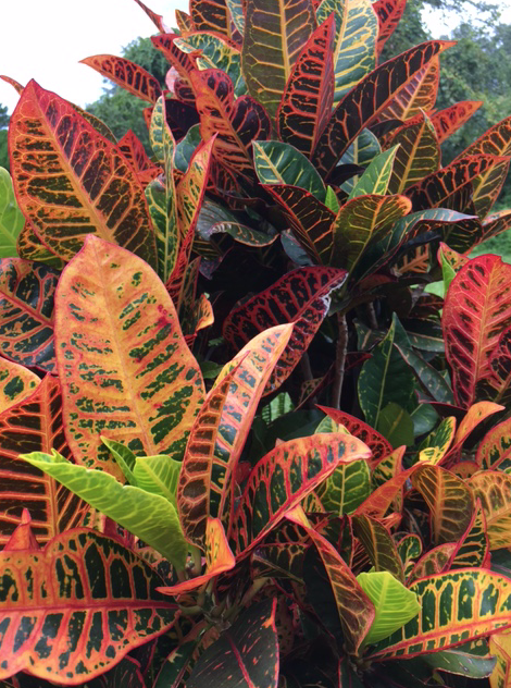 colorful croton leaves