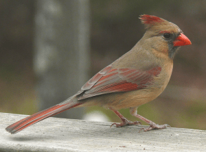 female cardinal