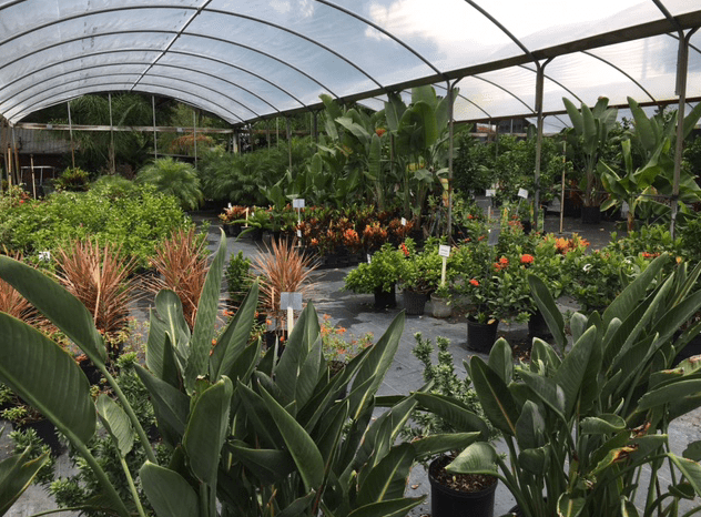 greenhouse Florida