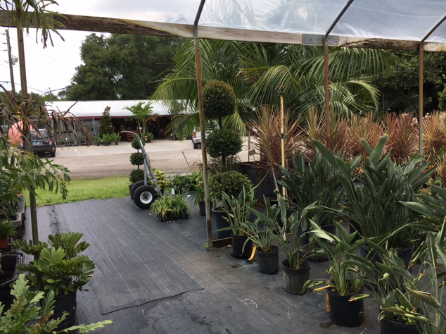 Pell's trees and tropical plants