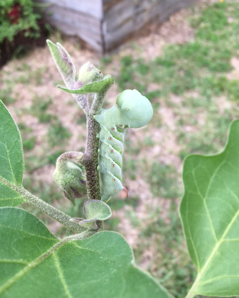 Non-Producing Vegetable Plants Can Still Serve a&nbsp;Purpose