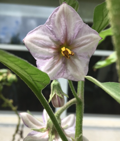 Eggplant flower