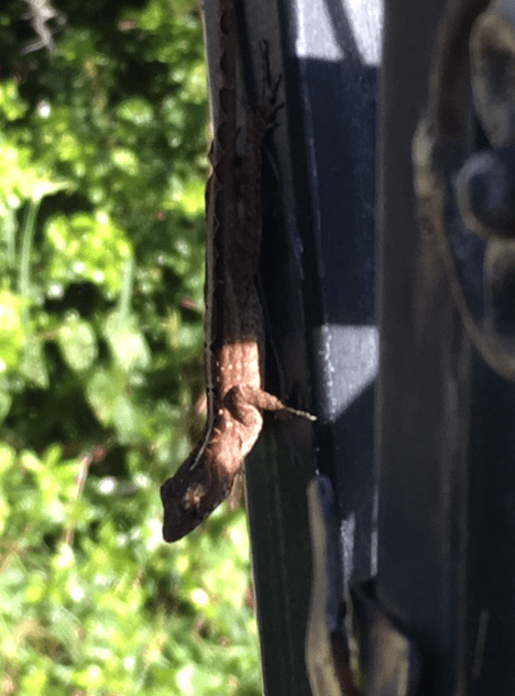 little brown lizard