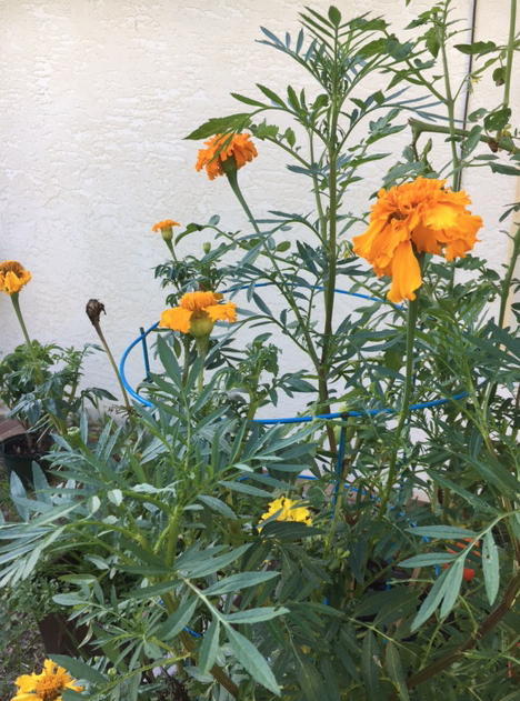 Tall orange marigold plants
