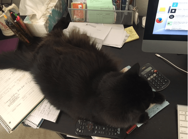 Fontana cat on the desk