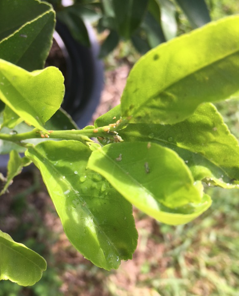 aphids on lemon tree branch