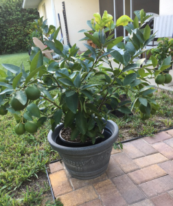 lime tree growing in a pot