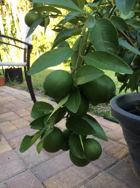 limes on the branch
