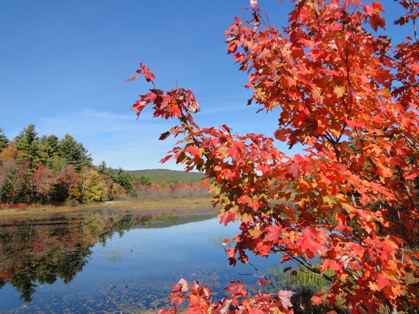orange maple leaves at edge of lake