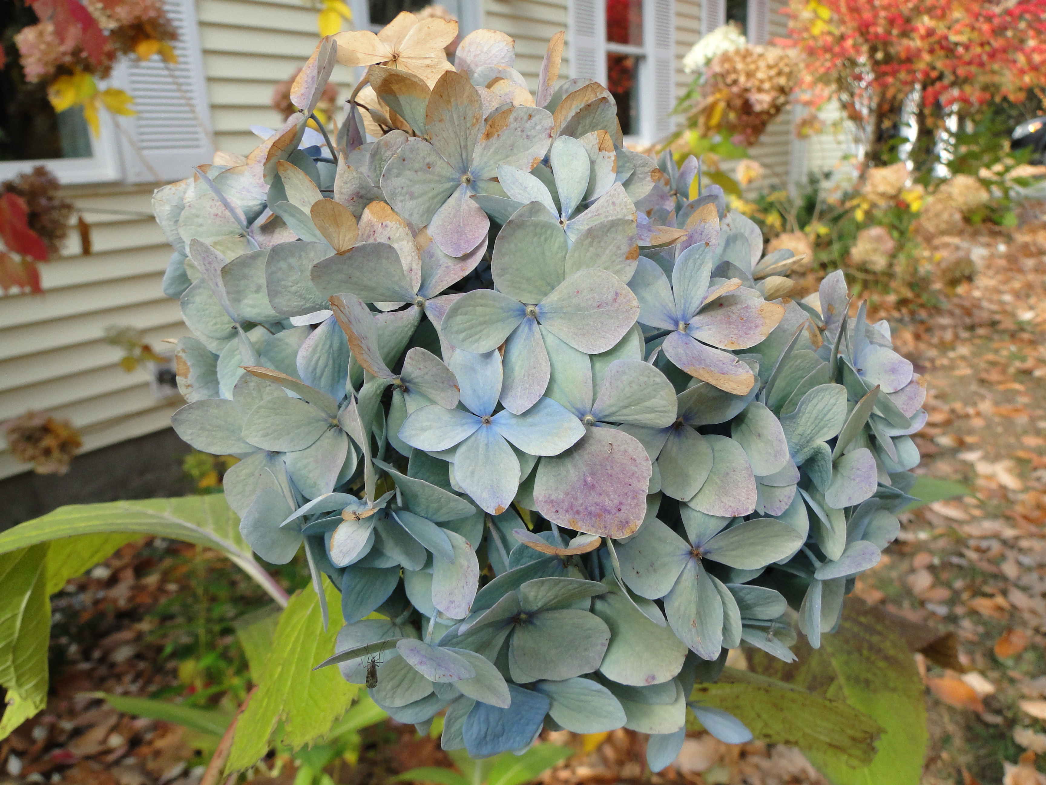 blue hydrangea flower in fall