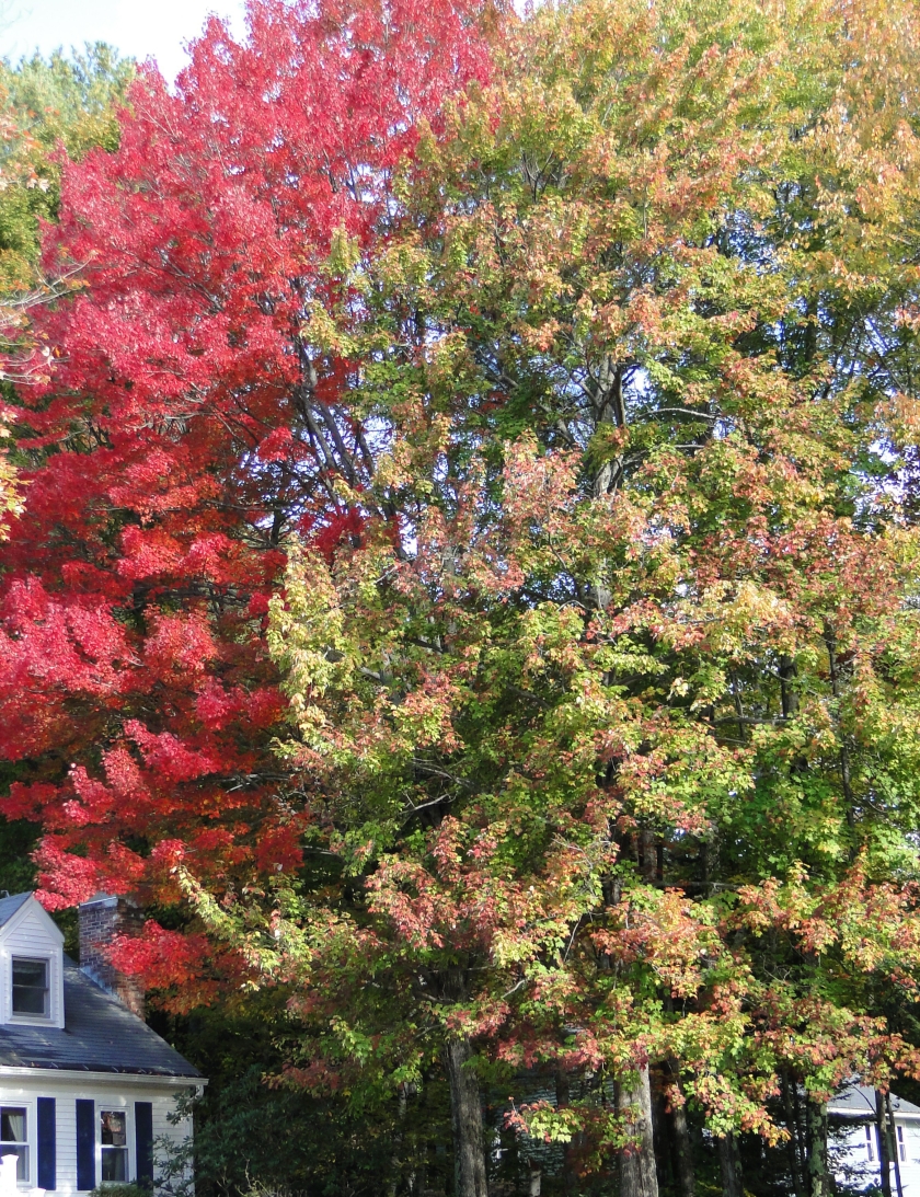 red tree in fall