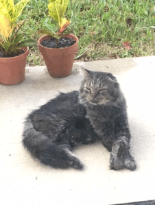 stray cat on the patio